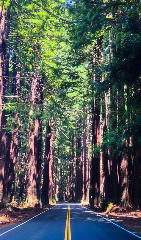 Navarro River Redwoods State Park Us Holiday Accommodation Cabins