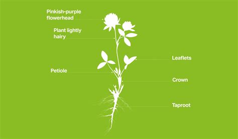 Red Clover Seed Guide - Germinal