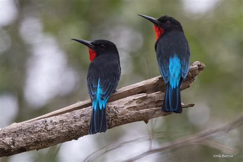 Black Bee Eater Merops Gularis Australis Queen Elizabeth N Flickr