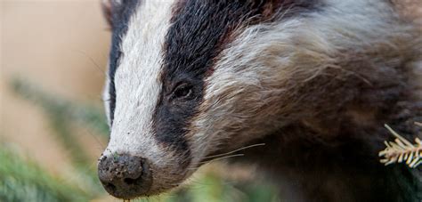 Facts about Badger Baiting - Naturewatch