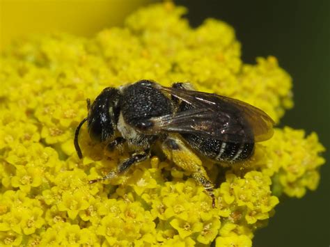 Pseudapis Nomiapis Sp Female Halictidae Sweat Bees Flickr