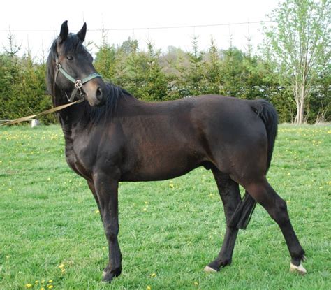 Koně na prodej | Jezdecká stáj Legacy Buršice