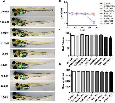 Frontiers P Hydroxyacetophenone Ameliorates Alcohol Induced Steatosis