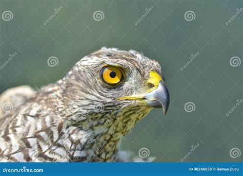 Northern Goshawk Accipiter Gentilis Stock Photo - Image of nature ...