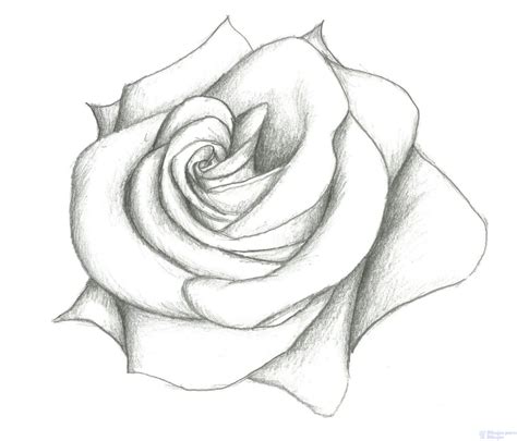 Arriba 99 Foto Imagenes De Una Rosa Para Dibujar Lleno