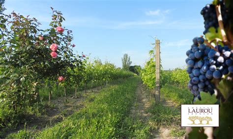 Les Complices Vin rouge Bio Château Laurou