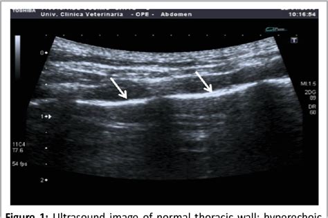 Pleural Effusion Cat Ultrasound