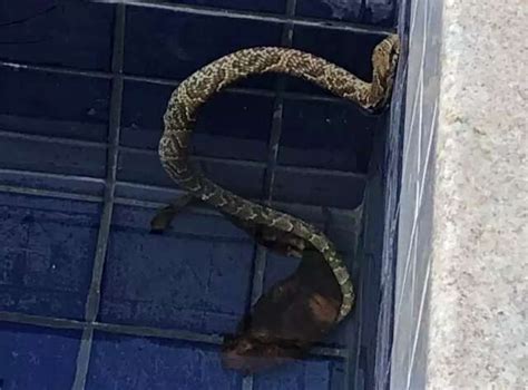 Moradora Encontra Cobra De 1 3 Metro Dentro Da Piscina De Casa Meio