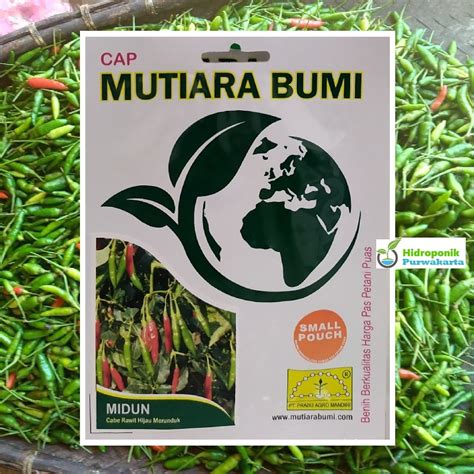 Jual Benih Cabe Cabai Rawit Merunduk Midun Cap Mutiara Bumi Isi