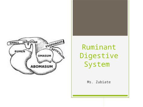 (PPTX) Ruminant Digestive System - DOKUMEN.TIPS