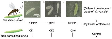 host gut microbiota  parasitization  parasitic