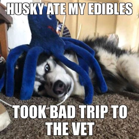 Pin on Husky Memes