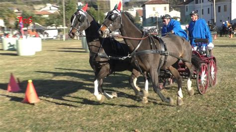 Gara Su Carrozza Sportiva Pariglia Di Cavalli Abbinata A Caluso