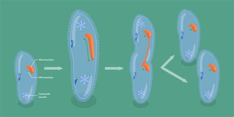 Ilustração Conceitual De Vetor Plano Isométrico 3d Da Reprodução Assexuada Em Protozoários