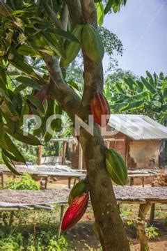 Cocoa bean on the tree in the tropical climate Stock Photo #220600540