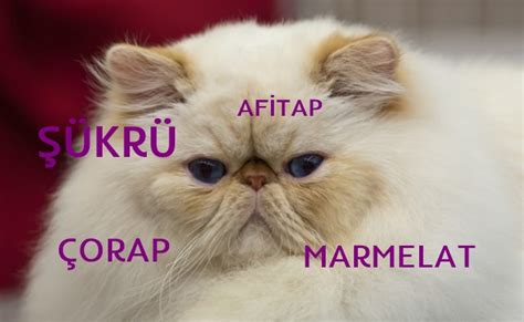 Kedi Isimleri Kiz Evcil Hayvan Blog