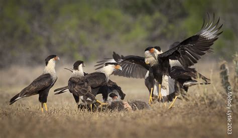 Crested Caracaras Raccoon Carcass Caracara Plancus Hidal Flickr