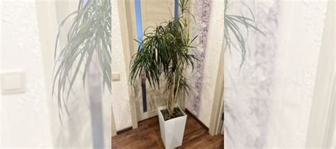 Пальма драцена купить в Самаре | Товары для дома и дачи | Авито