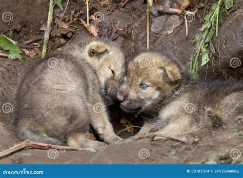 Timber Wolf or Grey Wolf (Canis Lupus) Pups Playing Near Their Den in ...