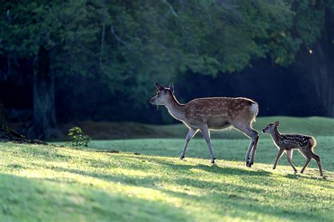 Suedtirol1 It Vorsicht Wildwechsel