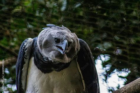 The harpy eagle Harpia harpyja is a neotropical species of eagle Stock Photo | Adobe Stock