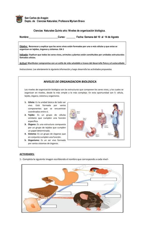 5 Básico Ciencias Naturales Guía niveles de organización biológica