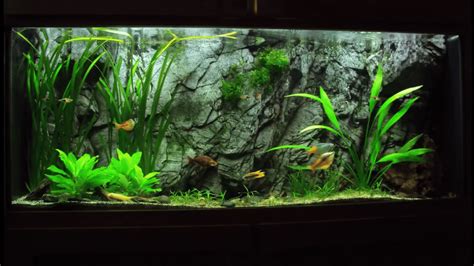 Hard Water And Fish That Thrive In It Plus Aquarium Tips