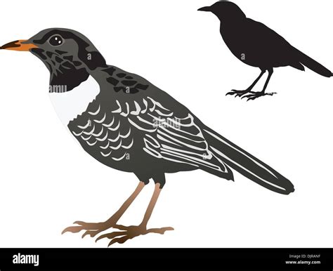 Amsel Silhouette Stock Vektorgrafiken Kaufen Alamy