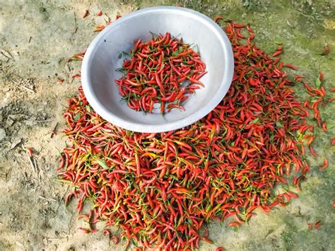 Red Hot Chili Pappers Natural Organic Stock Photo Image Of Organic Pappers