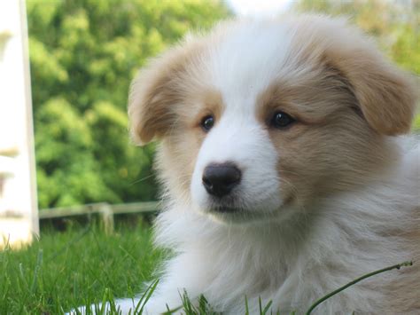 Goodinfo: Ee Red And White Border Collie