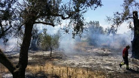 La Festa Dell Albero Di Legambiente Nel Nero In Puglia Bruciati