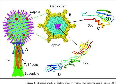 Structural Model Of Bacteriophage T4 Virion The Bacteriophage T4