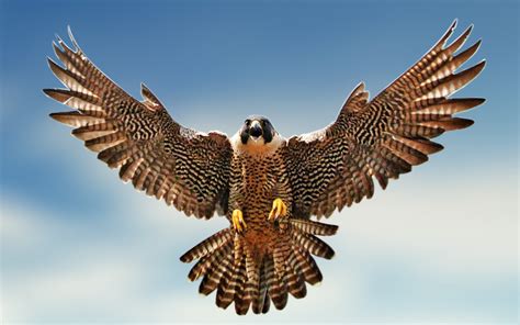 Falcon Wallpapers Hd Pixelstalknet