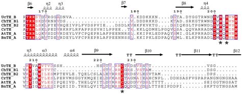 Structure Based Sequence Alignment Of Fata Tes From Arabidopsis