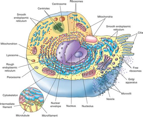 Ch Overview Of Cell Biology Diagram Quizlet