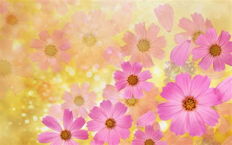 HD Wallpaper Summer Flowers Pink Daisy Desktop Wallpaper Backgrounds