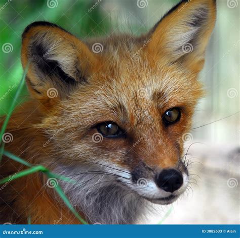 Red Fox stock image. Image of eyes, devious, cute, animal - 3082633