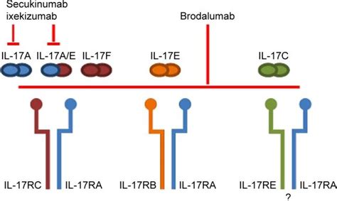 Interleukin IL 17 In The Pathogenesis Of Psoriasis And Targets For