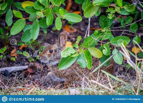 A Brown Swamp Rabbit In Sanibel Island Florida Stock Image Image Of