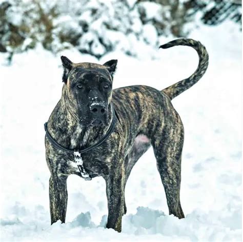 Presa Canario Fierce And Dangerous Dog Breed