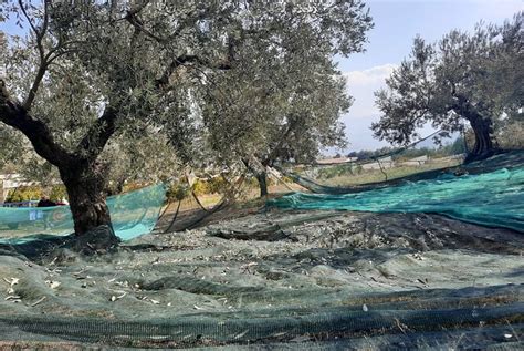 Private Olive Tasting Tour Of Peloponnese With A Pickup