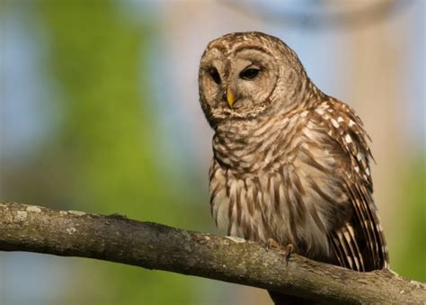 8 Species Of Owls In Massachusetts Bird Advisors