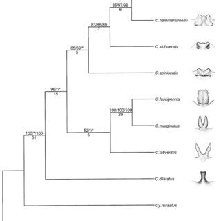 Maximum Likelihood Phylogram Based On Combined Data 16S RRNA And 28S