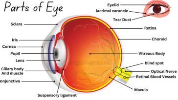 Parts of an Eye and their Functions. The Parts of the Eye • Englishan