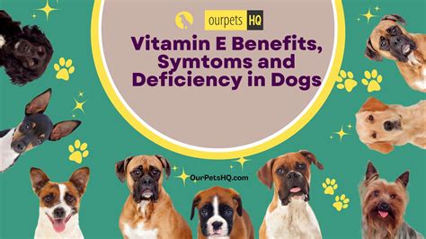 Vitamin E for Dogs - Ourpetshq.com