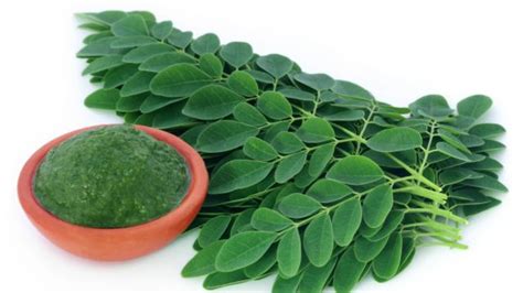 Qué es y para qué sirve la moringa que se recetan los políticos en