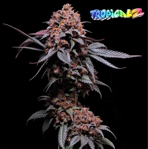 Nasha Genetics Tropicalz Neptune Seed Bank Cannabis Strains