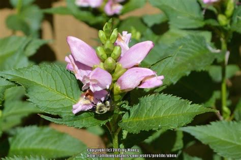 Pink Turtlehead Chelone Lyonii Hot Lips Garden Org