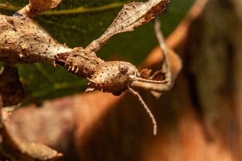 Leaf Insect Stick Free Photo On Pixabay Pixabay