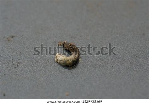 Drop Bird Feces Stock Photo 1329935369 Shutterstock